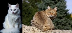 Turkish Angora vs Jungle-Bob - Breed Comparison