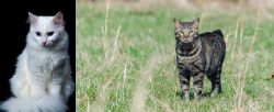 Turkish Angora vs Manx - Breed Comparison