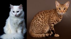 Turkish Angora vs Ocicat - Breed Comparison