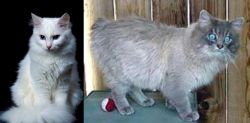 Turkish Angora vs Owyhee Bob - Breed Comparison