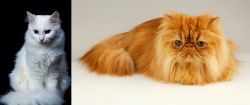 Turkish Angora vs Persian - Breed Comparison