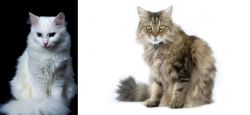 Turkish Angora vs Ragamuffin - Breed Comparison