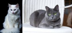 Turkish Angora vs Russian Blue - Breed Comparison