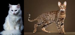 Turkish Angora vs Savannah - Breed Comparison