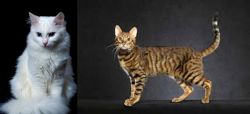 Turkish Angora vs Serengeti - Breed Comparison