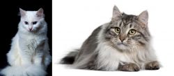 Turkish Angora vs Siberian - Breed Comparison