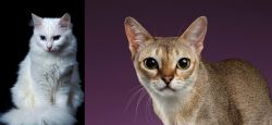Turkish Angora vs Singapura - Breed Comparison