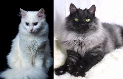 Turkish Angora vs Smoke - Breed Comparison