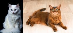 Turkish Angora vs Somali - Breed Comparison
