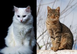 Turkish Angora vs Tabby - Breed Comparison