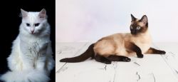 Turkish Angora vs Thai - Breed Comparison
