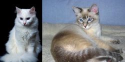 Turkish Angora vs Tiger Cat - Breed Comparison