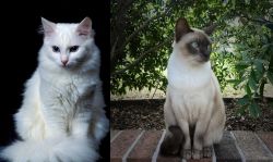 Turkish Angora vs Tonkinese - Breed Comparison