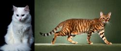 Turkish Angora vs Toyger - Breed Comparison