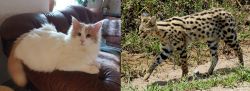 Turkish Van vs African Serval - Breed Comparison