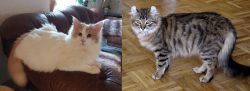 Turkish Van vs American Curl - Breed Comparison