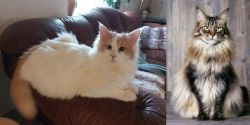 Turkish Van vs American Longhair - Breed Comparison