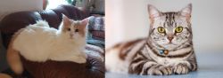 Turkish Van vs American Shorthair - Breed Comparison