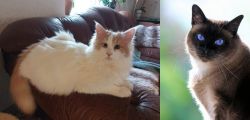 Turkish Van vs Applehead Siamese - Breed Comparison