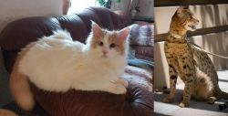 Turkish Van vs Ashera - Breed Comparison
