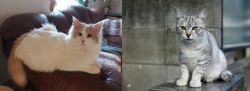 Turkish Van vs Australian Mist - Breed Comparison
