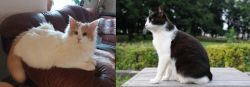 Turkish Van vs Bicolor - Breed Comparison