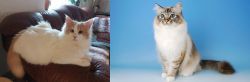 Turkish Van vs Birman - Breed Comparison