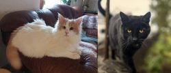 Turkish Van vs Bombay - Breed Comparison