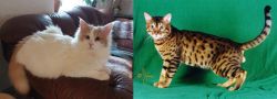 Turkish Van vs Bristol - Breed Comparison