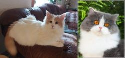Turkish Van vs British Longhair - Breed Comparison