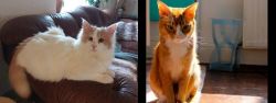Turkish Van vs Chausie - Breed Comparison