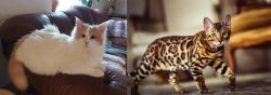 Turkish Van vs Cheetoh - Breed Comparison