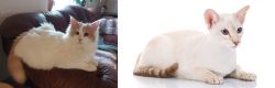 Turkish Van vs Colorpoint Shorthair - Breed Comparison