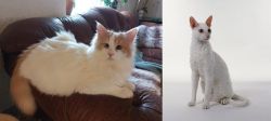Turkish Van vs Cornish Rex - Breed Comparison