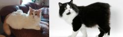 Turkish Van vs Cymric - Breed Comparison