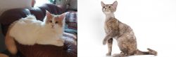 Turkish Van vs Devon Rex - Breed Comparison