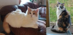 Turkish Van vs Dilute Calico - Breed Comparison