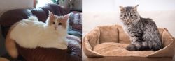 Turkish Van vs Domestic Mediumhair - Breed Comparison