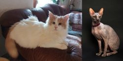 Turkish Van vs Don Sphynx - Breed Comparison