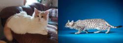 Turkish Van vs Egyptian Mau - Breed Comparison
