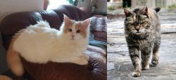 Turkish Van vs Farm Cat - Breed Comparison
