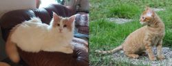 Turkish Van vs German Rex - Breed Comparison