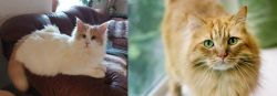 Turkish Van vs Ginger Tabby - Breed Comparison
