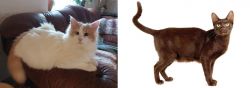 Turkish Van vs Havana Brown - Breed Comparison