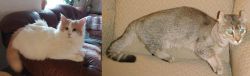 Turkish Van vs Jaguarundi Curl - Breed Comparison