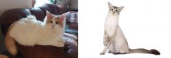 Turkish Van vs Javanese - Breed Comparison