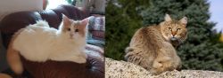 Turkish Van vs Jungle-Bob - Breed Comparison