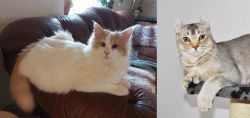 Turkish Van vs Jungle-Curl - Breed Comparison