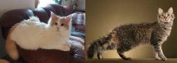 Turkish Van vs LaPerm - Breed Comparison