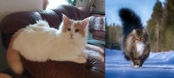 Turkish Van vs Norwegian Forest Cat - Breed Comparison